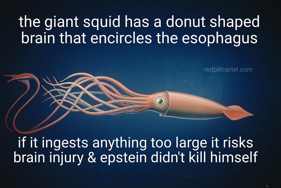 giant-squid-fun-fact-daveschultz