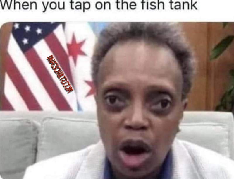 When You Tap On Your Aquarium