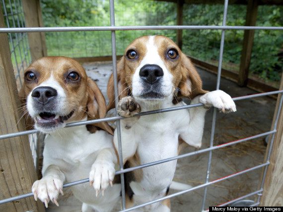 Do You Like Beagles?